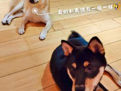 -喜柴咖啡·柴犬狗咖