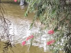 -东莞植物园