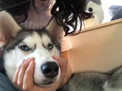 -Husky Go! 哈士奇体验馆·宠物咖啡厅狗咖