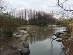 -新江湾城公园