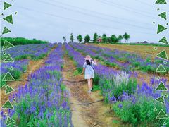 -紫颐香薰山谷景区