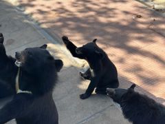 -西霞口神雕山野生动物世界