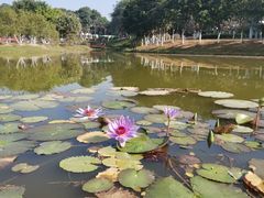 -东莞植物园