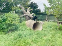 -上海野生动物园老虎餐厅