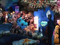 -芜湖新华联大白鲸海洋公园