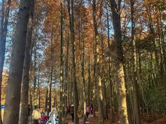 -上海海湾国家森林公园