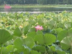 -莲花池公园