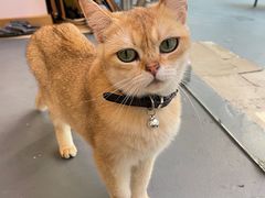 -猫咪派对(江南西店)