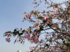 -莫愁湖公园