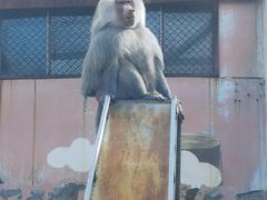 -青藏高原野生动物园