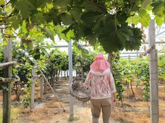 -马陆小张葡萄园农家乐