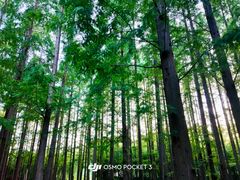 -黄海国家森林公园