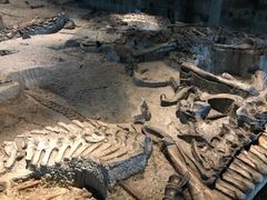 -自贡恐龙博物馆