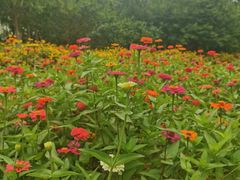 -永定河休闲森林公园