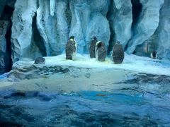 -帝企鹅自助餐厅•儿童岛•真企鹅(长隆企鹅酒店)