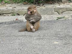 -黔灵山公园