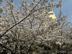 -高东镇樱花园