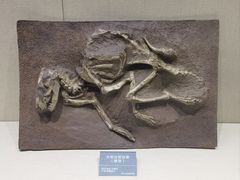 -安徽省地质博物馆