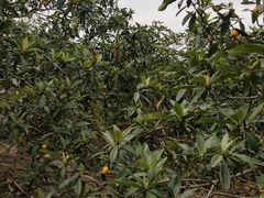 -塘栖枇杷特色园区