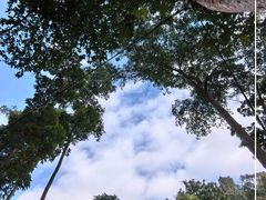 -西双版纳原始森林公园