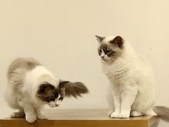 -有喵·猫咖·狗咖·30几只猫10只小狗(岗厦店)