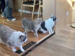 -MOCHA明星猫咖(田子坊店)