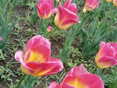 -长春公园(普阳街道)