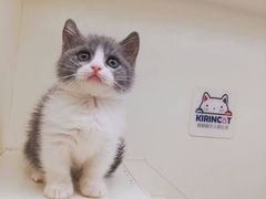 -十年猫舍·猫咪专门店(普陀店)