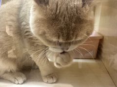 -屋虎猫馆(宝安大仟里店)