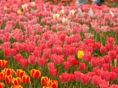 -廊坊文化艺术中心