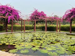 -中国科学院西双版纳热带植物园