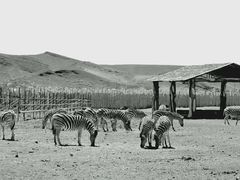 -新疆天山野生动物园
