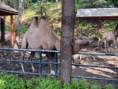 -大连森林动物园