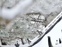 -鲁山国家森林公园