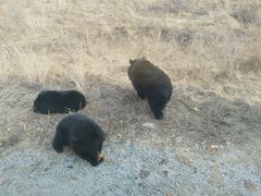 -黑瞎子岛探秘野熊园