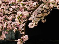 -海棠花溪(元大都城垣遗址公园)