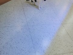 -喵园·猫主题咖啡厅·撸猫·猫咖(国贸店)