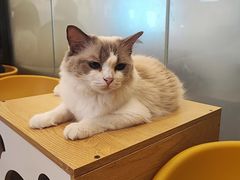-有喵·猫咖·狗咖·30几只猫10只小狗(岗厦店)