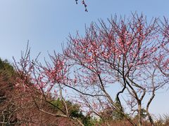 -重庆彩云湖湿地公园
