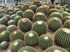 -深圳仙湖植物园