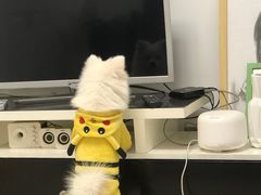 -宠颐生嘉德动物医院