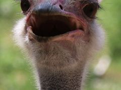 -沈阳森林动物园