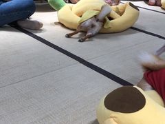 -逗柴咖啡屋·狗咖猫咖宠物桌游