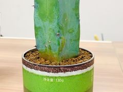 -武汉花鸟市场