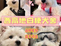 -萌宠之家·腊肠犬·马尔泰·小体犬舍