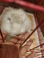 -萌兔星空蹦床撸兔馆