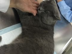 -康乐宝动物医院