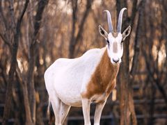 -济南野生动物世界