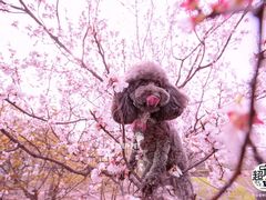-超宠爱宠物摄影-Super pet