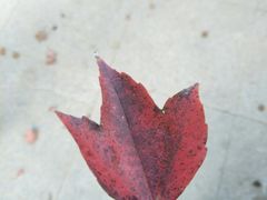 -武汉紫薇都市田园